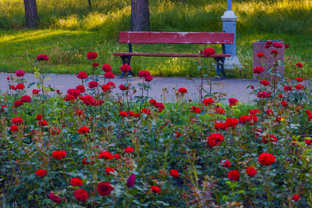 美しいバラの花壇に囲まれたベンチがある公園の路地, Peremology Park, Kyiv, Ukraine - 写真・画像