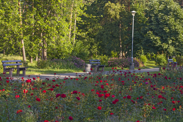 allée de parc avec des bancs, entouré de beaux parterres de fleurs de roses, Parc Peremogy, Kiev, Ukraine - Photo, image