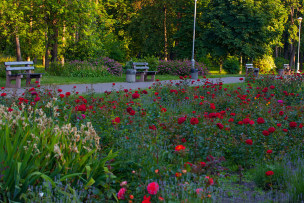 allée de parc avec des bancs, entouré de beaux parterres de fleurs de roses, Parc Peremogy, Kiev, Ukraine - Photo, image