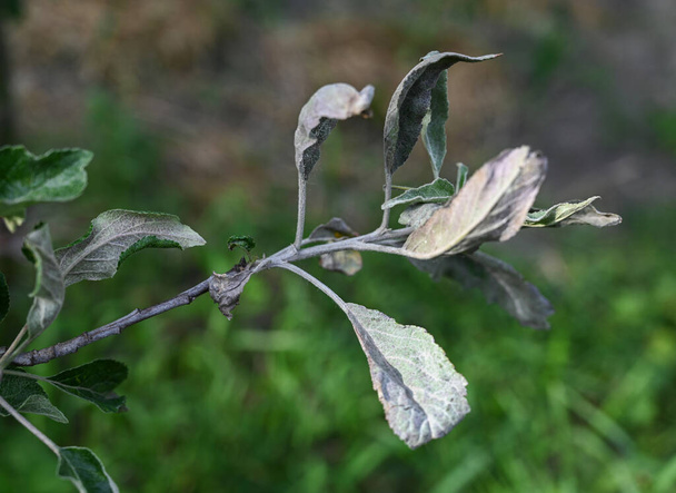 Polvo moho, podoshpaera leucotricha en un manzano. Hojas de manzana infectadas y dañadas por hongos - Foto, Imagen