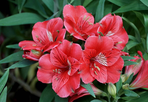 Color rojo brillante de las flores de lirio peruano 'Colorita Kate' - Foto, Imagen