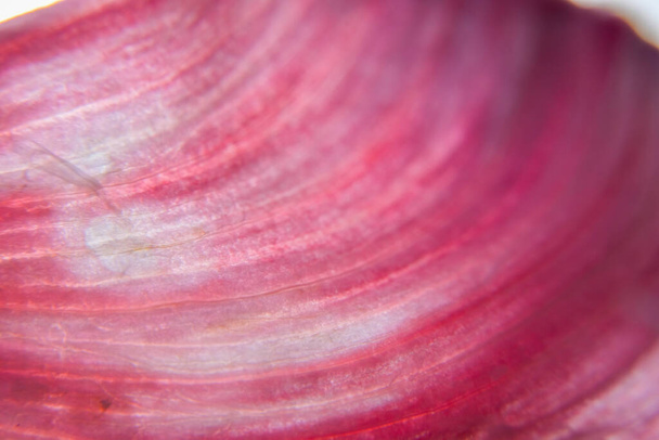 macro foto van paarse knoflookschil - Foto, afbeelding