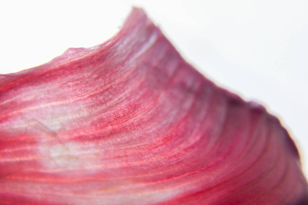 macro foto van paarse knoflookschil - Foto, afbeelding