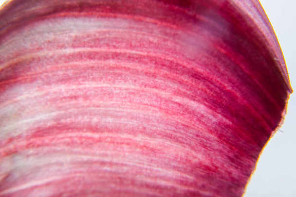 macro photo of purple garlic peel - Photo, Image