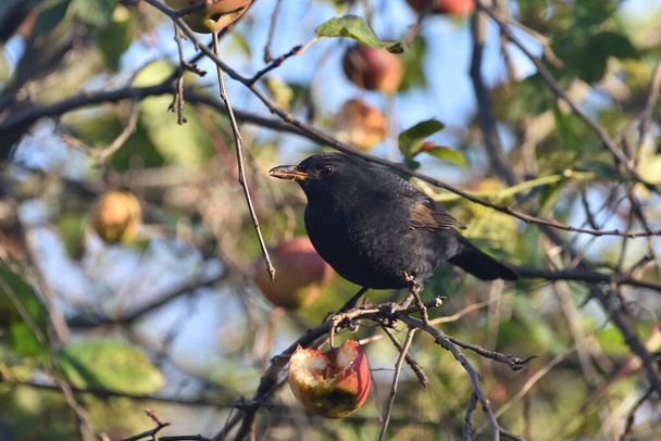 Blackbird  feasting on the apple tree  - Photo, Image