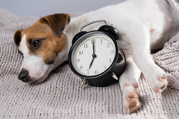 Dog jack russell terrier sleeps in an embrace with an alarm clock under a gray blanket. - Φωτογραφία, εικόνα