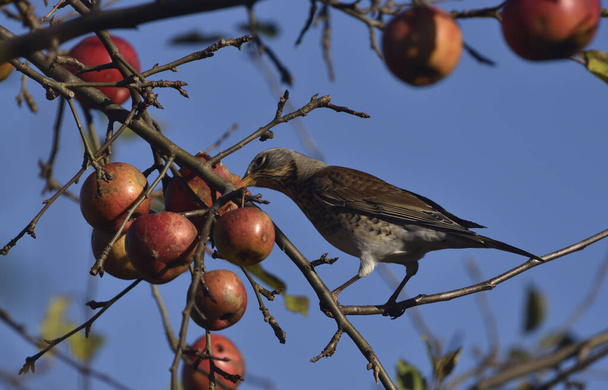 Little Quiver feasting on the apple tree  - Photo, Image