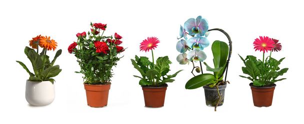 Colección de plantas de flores en macetas aisladas sobre fondo blanco - Foto, Imagen