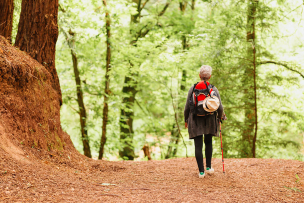 Старшая женщина проходит через лес секвойи. человек с рюкзаком делает упражнения низкой интенсивности. пожилой возраст и здоровый образ жизни - Фото, изображение