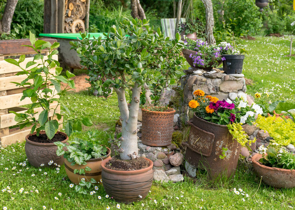 fleurs de jardin colorées en pots, plantes à fleurs et fleurs dans le jardin d'été - Photo, image