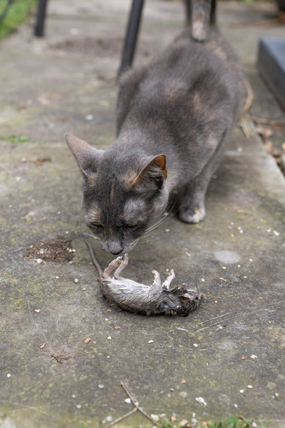 Evcil bir kedi bahçede küçük bir kemirgen ya da fare avı yakalamış. - Fotoğraf, Görsel