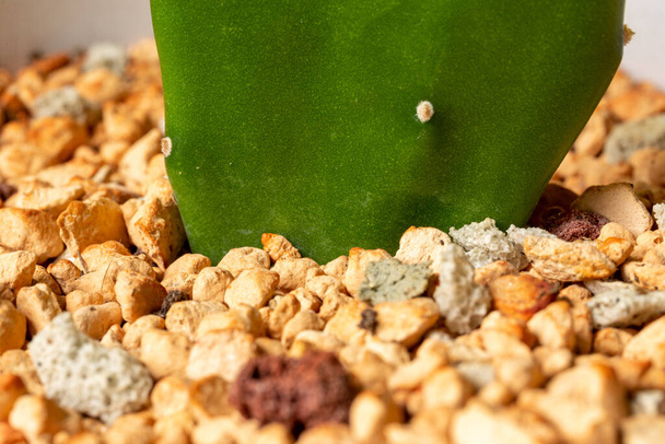 Close-up van een stekelig perenblad dat uit de stenen grond groeit - Foto, afbeelding
