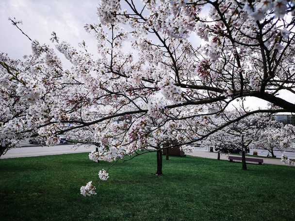 Una vista de un árbol de flor de cerezo en primavera en el parque en tiempo nublado contra el cielo y la hierba verde - Foto, imagen
