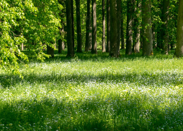 krajobraz z piękną niezapomnianą łąką na tle drzewa, letni krajobraz, piękne tło - Zdjęcie, obraz
