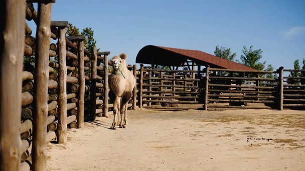 luz del sol en camello peludo caminando cerca de valla de madera en el zoológico moderno - Foto, Imagen