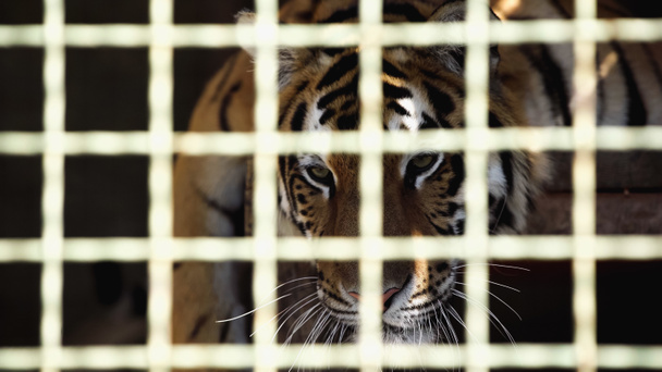 striped tiger looking at camera through cage with blurred foreground  - Foto, Imagen