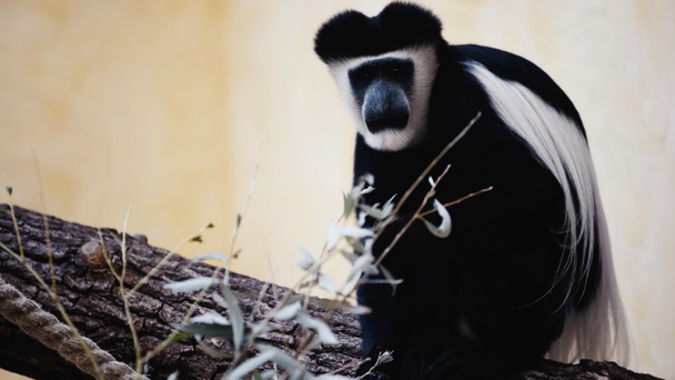 mono blanco y negro sentado en la rama de madera cerca de las hojas en el zoológico  - Foto, Imagen
