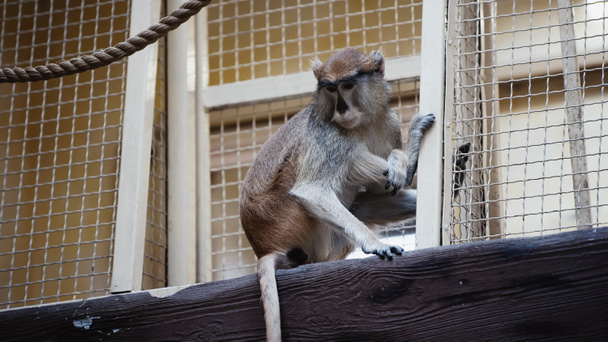 macaco sentado cerca de la jaula metálica en el zoológico  - Foto, Imagen