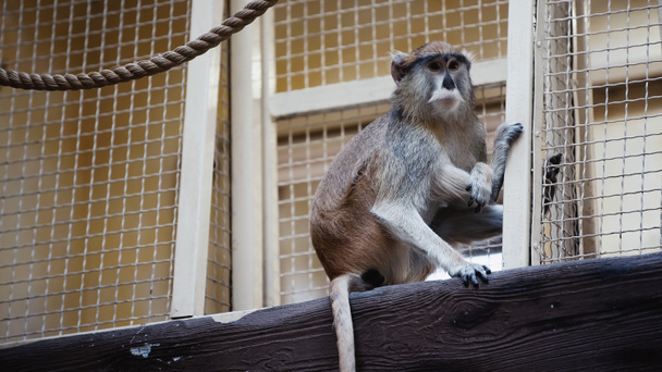 macaco salvaje sentado cerca de una jaula metálica en el zoológico  - Foto, Imagen