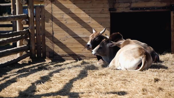 Солнечный свет на быков, поедающих сено, пока они лежат в зоопарке  - Фото, изображение