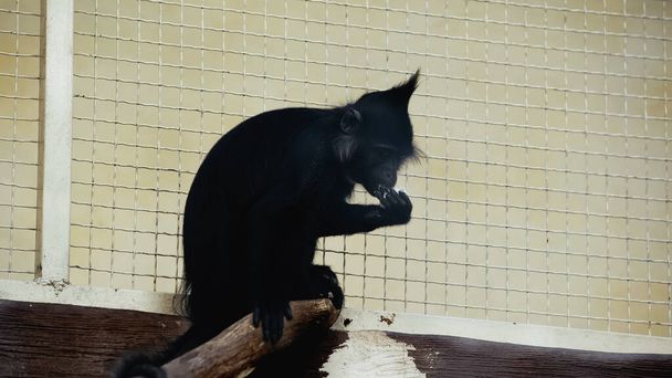 動物園の檻の近くで食べる黒猿 - 写真・画像