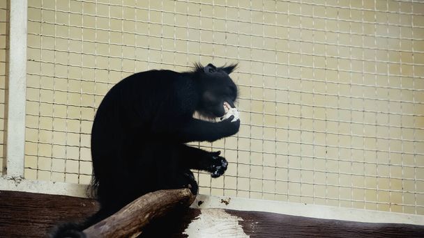 zwarte chimpansee eten in de buurt van metalen kooi in dierentuin - Foto, afbeelding