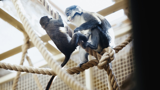 wild monkeys playing on ropes in zoo with blurred foreground  - Zdjęcie, obraz