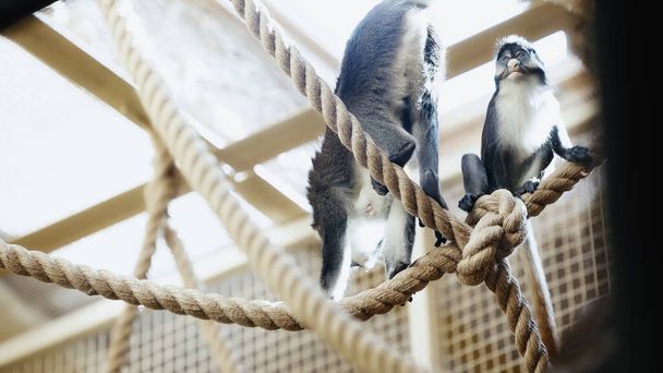 macacos selvagens sentados em cordas no zoológico com primeiro plano desfocado  - Foto, Imagem