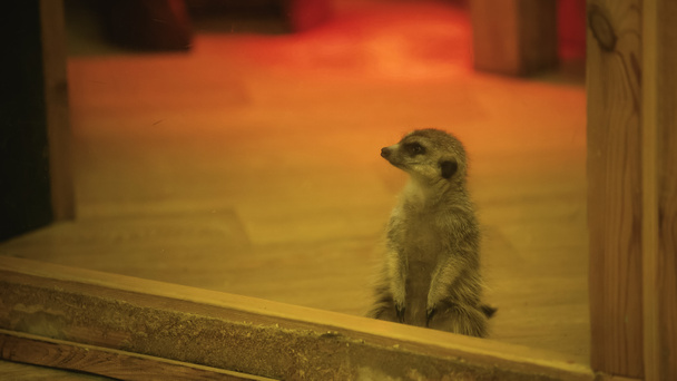 suricata salvaje mirando hacia otro lado cerca de vidrio en el zoológico  - Foto, Imagen