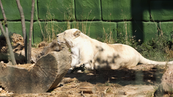Löwin liegt neben grüner Mauer und Pflanzen im Zoo - Foto, Bild