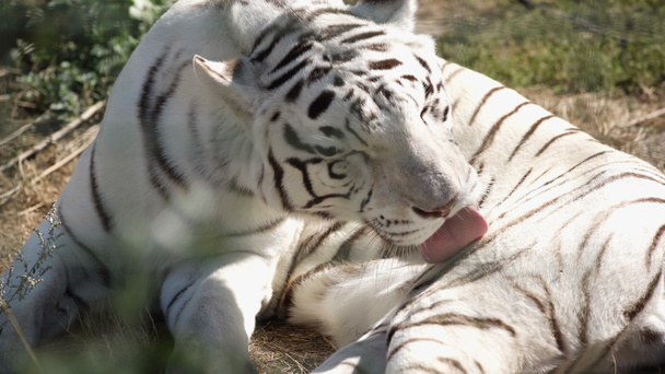 auringonvalo raidallinen valkoinen tiikeri nuolee turkista ulkona  - Valokuva, kuva