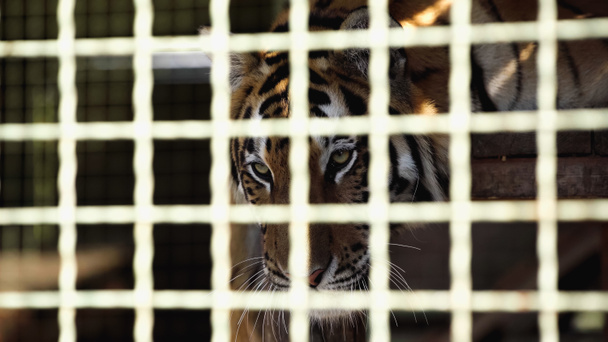 tigre perigoso olhando para longe na gaiola com primeiro plano borrado  - Foto, Imagem