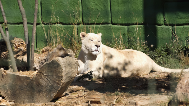 leona salvaje tendida cerca de la pared verde y plantas en el zoológico - Foto, Imagen