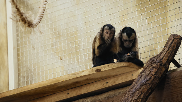 chimpancé marrón comiendo pan en el zoológico - Foto, Imagen