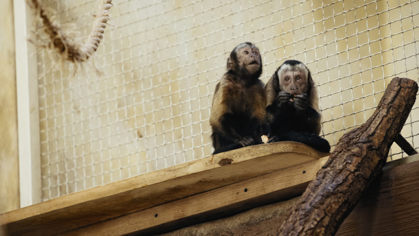 chimpancé salvaje marrón comiendo pan en jaula - Foto, Imagen
