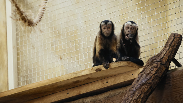 wild chimpanzee eating tasty bread in cage of zoo - Φωτογραφία, εικόνα