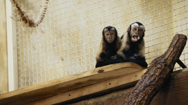 brown wild chimpanzee eating bread in zoo - Foto, Imagen