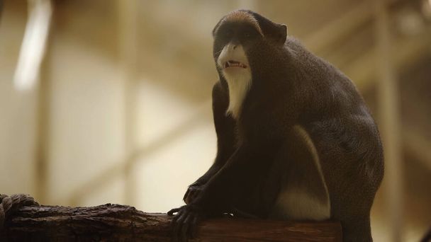 singe sauvage noir et blanc assis dans le zoo - Photo, image