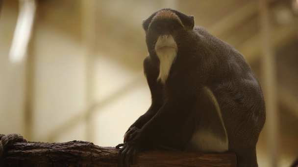 macaco blanco y negro salvaje sentado en la rama en el zoológico - Foto, imagen