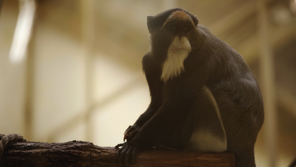 macaco peludo blanco y negro sentado en una rama de madera en el zoológico - Foto, Imagen