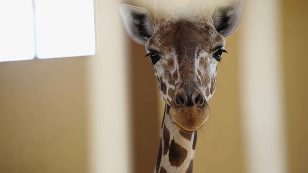 jirafa salvaje mirando la cámara en el zoológico  - Foto, Imagen
