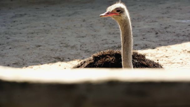 дикий страус возле размытого деревянного забора  - Фото, изображение