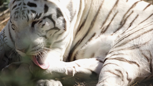 la luz del sol en el tigre blanco lamiendo piel fuera  - Foto, Imagen
