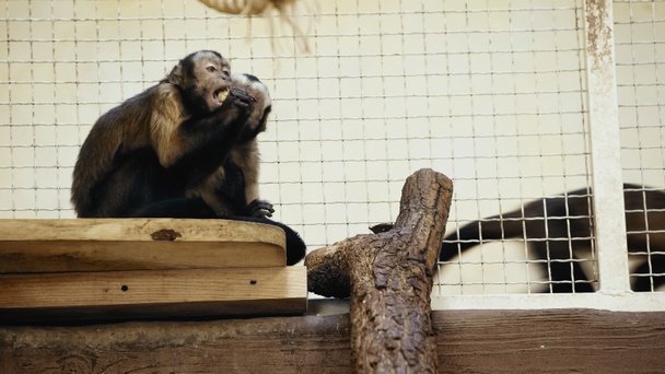 Vahşi şempanze kafeste oturup ekmek yiyor.  - Fotoğraf, Görsel