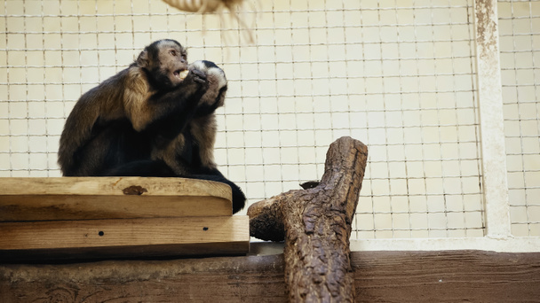 chimpancé peludo y salvaje sentado en jaula y comiendo pan  - Foto, Imagen