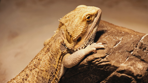 divoký chameleon lezení na skále  - Fotografie, Obrázek
