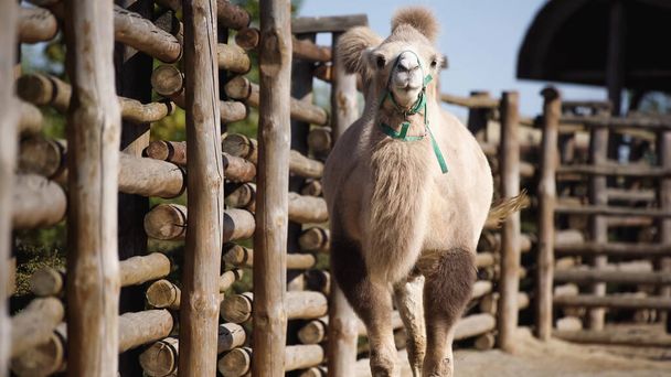 luz del sol en camello peludo caminando cerca de valla de madera en el zoológico - Foto, Imagen