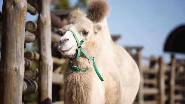 harige kameel in de buurt van houten hek met wazig voorgrond  - Foto, afbeelding