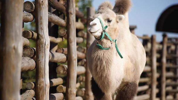 furry camel walking near wooden fence with blurred foreground  - Fotoğraf, Görsel