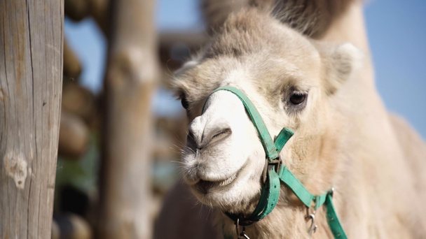 close up of camel near wooden fence - Foto, Imagen